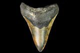 Fossil Megalodon Tooth - North Carolina #108989-1